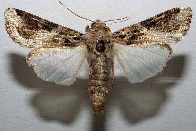 Image of Androgea armyworm moth