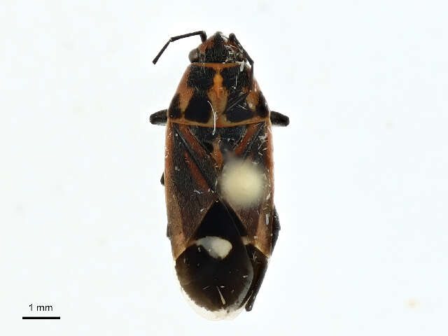 Image of Aspilocoryphus