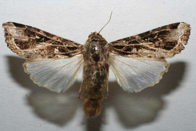 Image of Androgea armyworm moth