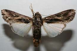 Image of Sweetpotato Armyworm Moth