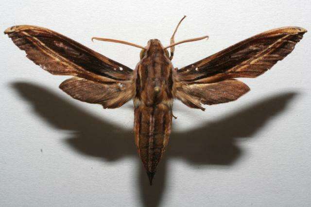 Image of Xylophanes thyelia (Linnaeus 1758)