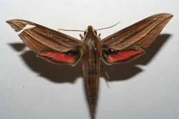 Image of sphinx moths