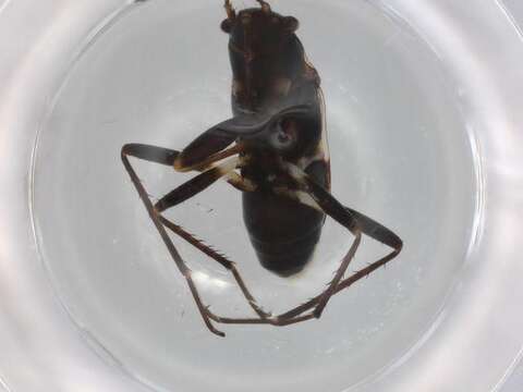 Image of seed bug