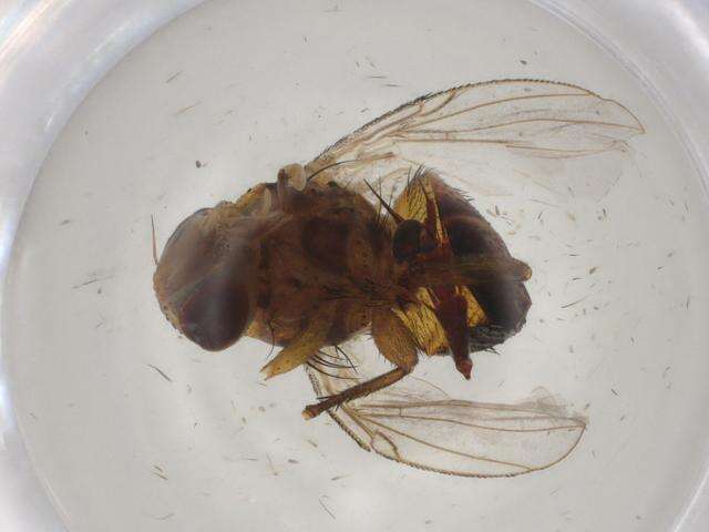 Image of tsetse flies