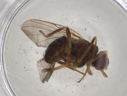 Image of tsetse flies