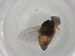 Image of tsetse flies