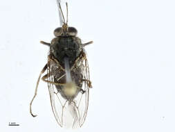 Image of tsetse flies