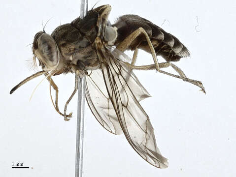 Image of tsetse flies