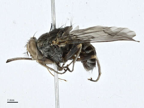 Image of tsetse flies