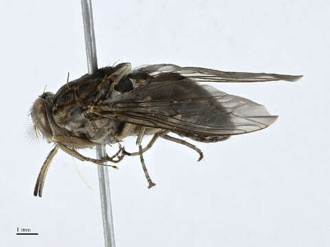 Image of tsetse flies