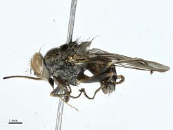 Image of tsetse flies