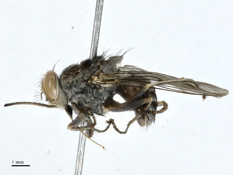 Image of tsetse flies