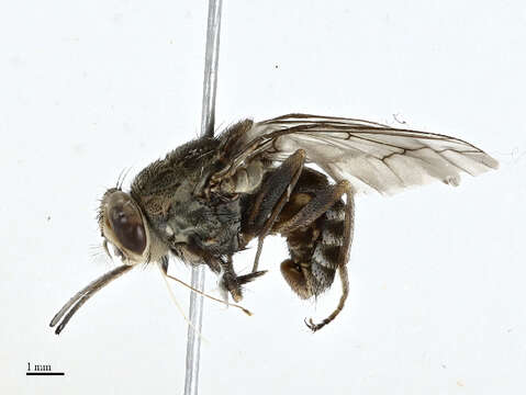 Image of tsetse flies