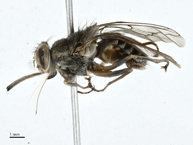 Image of tsetse flies