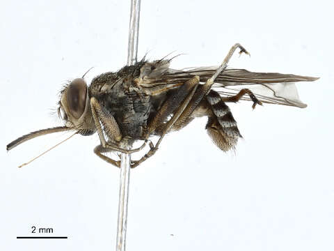 Image of tsetse flies