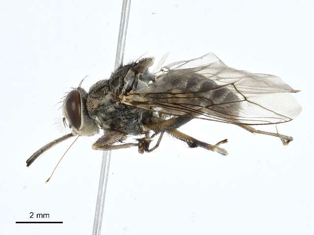 Image of tsetse flies