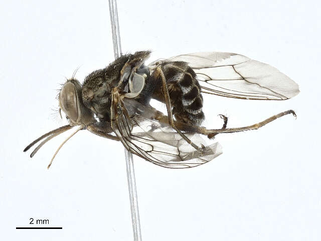 Image of tsetse flies