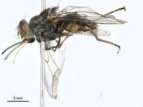 Image of tsetse flies