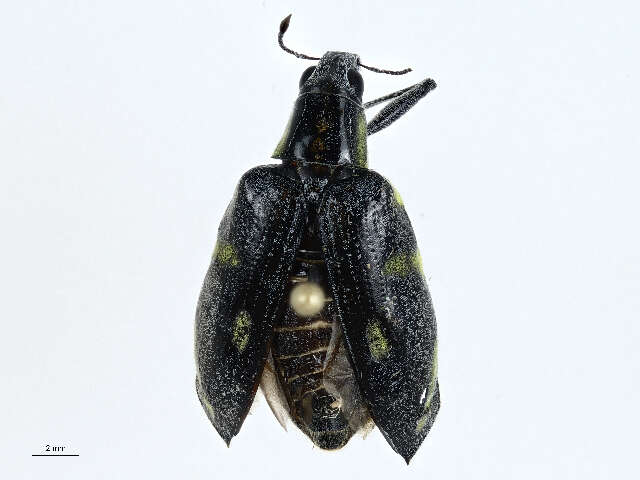 Image of Tanymecini