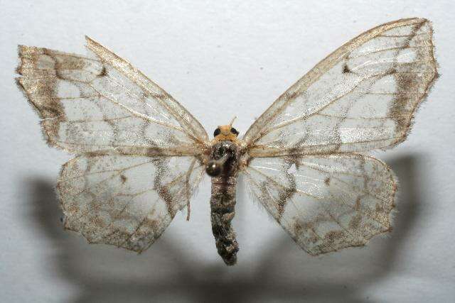 صورة Hydatoscia