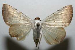 Image of Eulepidotis deiliniaria Hampson 1926