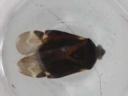 Image of Proboscidocoris