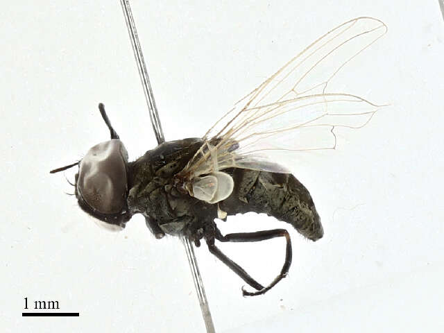 Image de Haematobosca