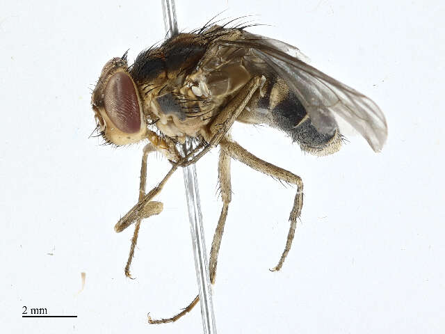 Image of Auchmeromyia