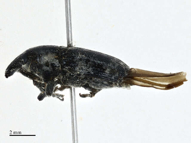 Image of Lixinae