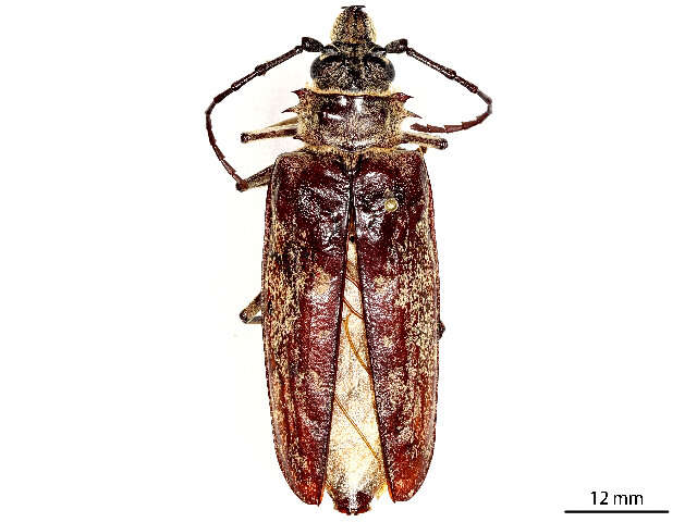 Image of Acanthophorini