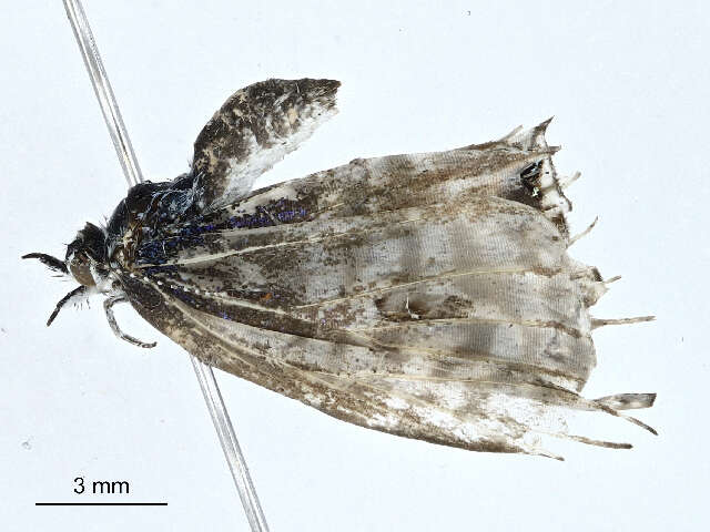 Слика од Polyommatinae