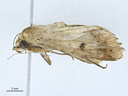 Image of Helicoverpa