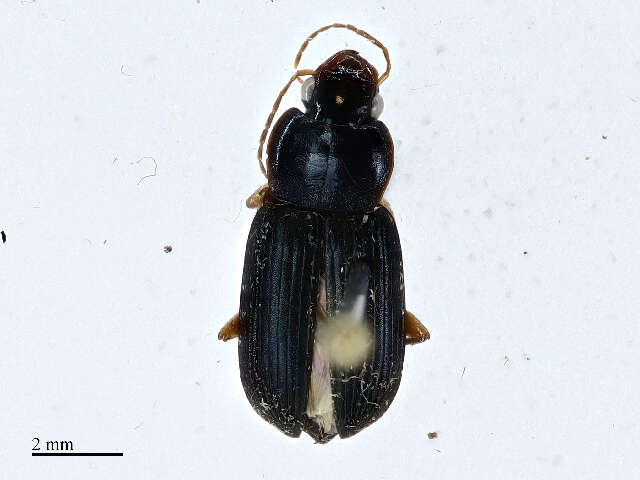 Image of Parophonus