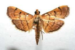 Image of Bean-leaf Webworm Moth