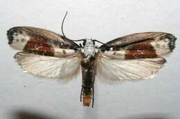 Image of Ethmia terpnota Walsingham 1912