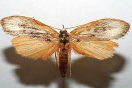 Image of Timocratica leucocapna Meyrick 1926