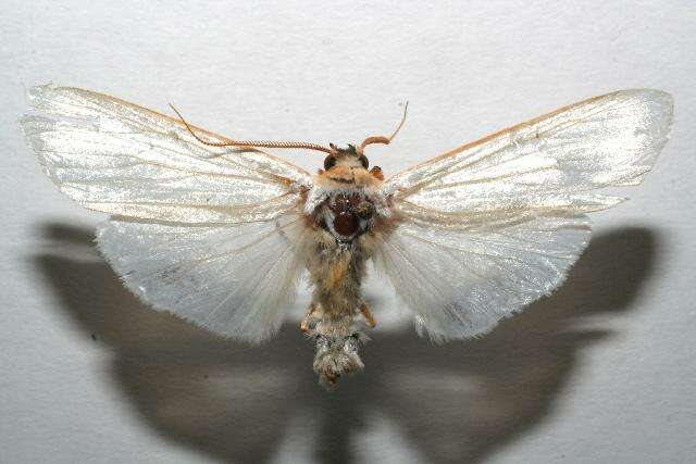 صورة Agylla argentifera Walker 1866