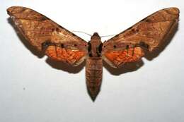 Image of sphinx moths