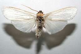 صورة Agylla argentifera Walker 1866