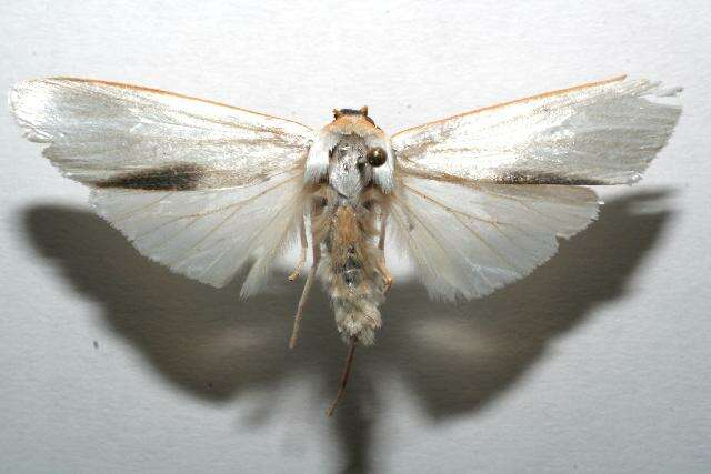 صورة Agylla argentifera Walker 1866