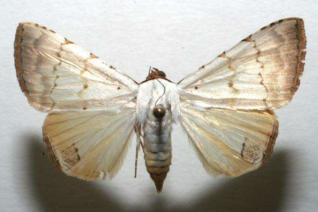 Image of Eulepidotis deiliniaria Hampson 1926