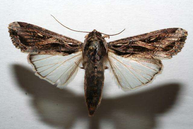 Image of Sweetpotato Armyworm Moth