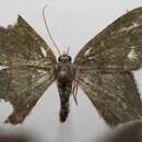 Слика од Neocrasis obscurata Warren 1901