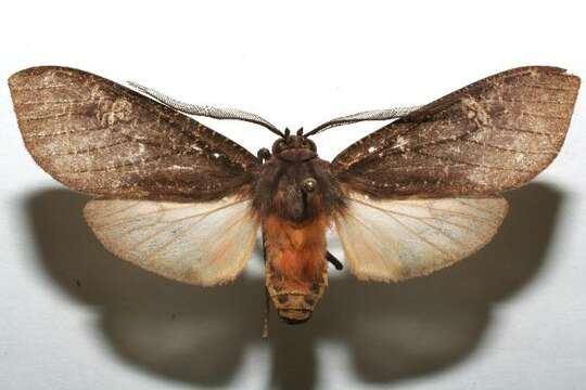 Image of Sychesia pseudodryas Rothschild 1909