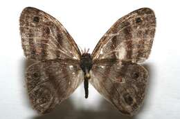 Image of Mollis Satyr (butterfly)