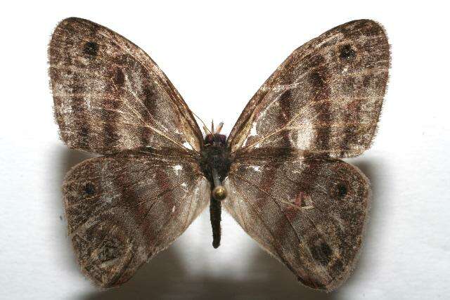 Image of Mollis Satyr (butterfly)