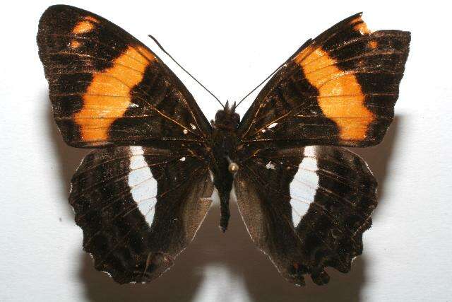 Image of Adelpha