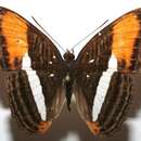 Imagem de <i>Adelpha cytherea</i>