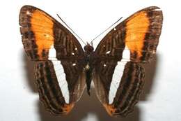 Image of <i>Adelpha cytherea</i>