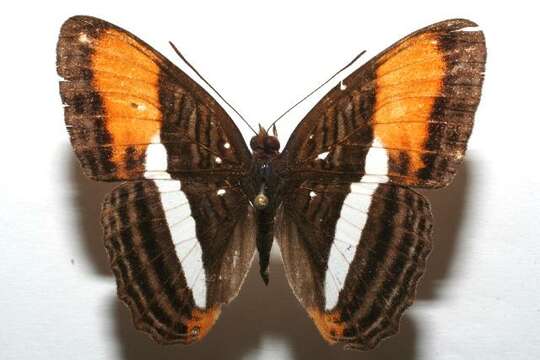 Imagem de <i>Adelpha cytherea</i>